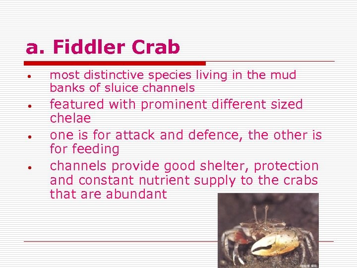 a. Fiddler Crab • • most distinctive species living in the mud banks of