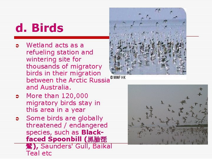 d. Birds Ü Ü Ü Wetland acts as a refueling station and wintering site