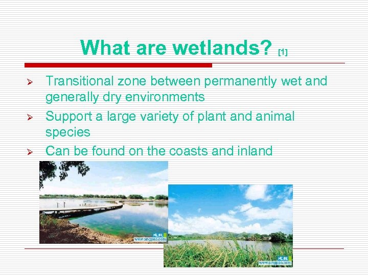 What are wetlands? Ø Ø Ø [1] Transitional zone between permanently wet and generally