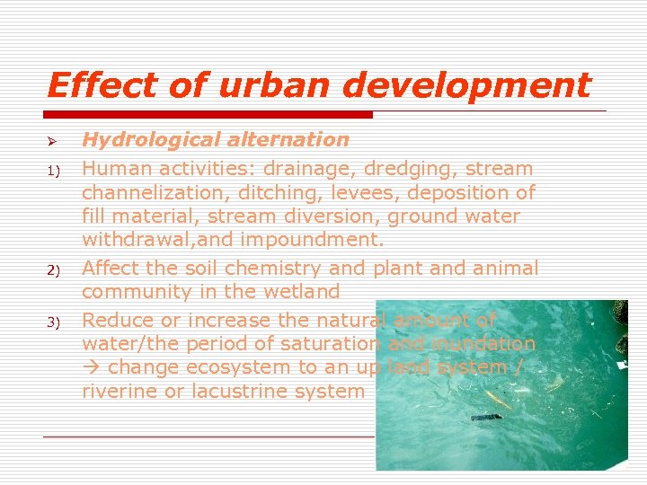 Effect of urban development Ø 1) 2) 3) Hydrological alternation Human activities: drainage, dredging,
