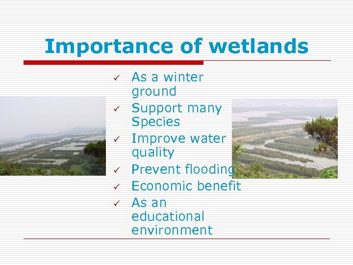 Importance of wetlands ü ü ü As a winter ground Support many Species Improve