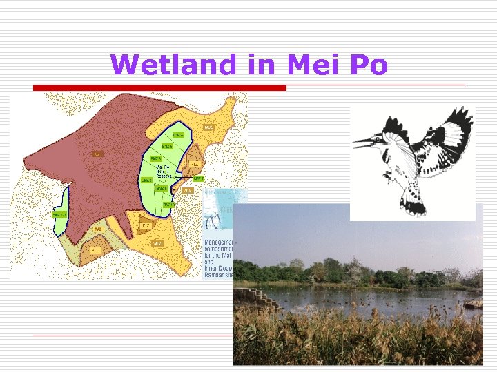 Wetland in Mei Po 