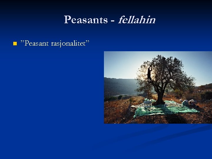 Peasants - fellahin n ”Peasant rasjonalitet” 