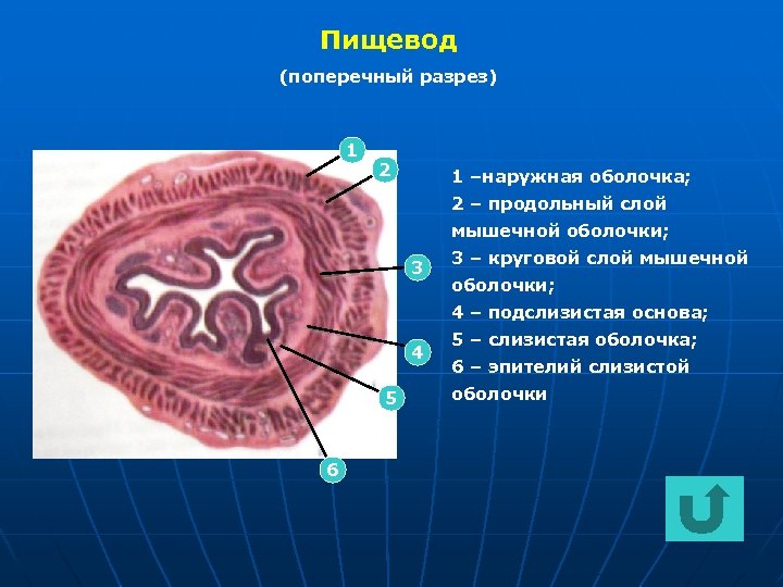 Пищевод (поперечный разрез) 1 2 1 –наружная оболочка; 2 – продольный слой мышечной оболочки;