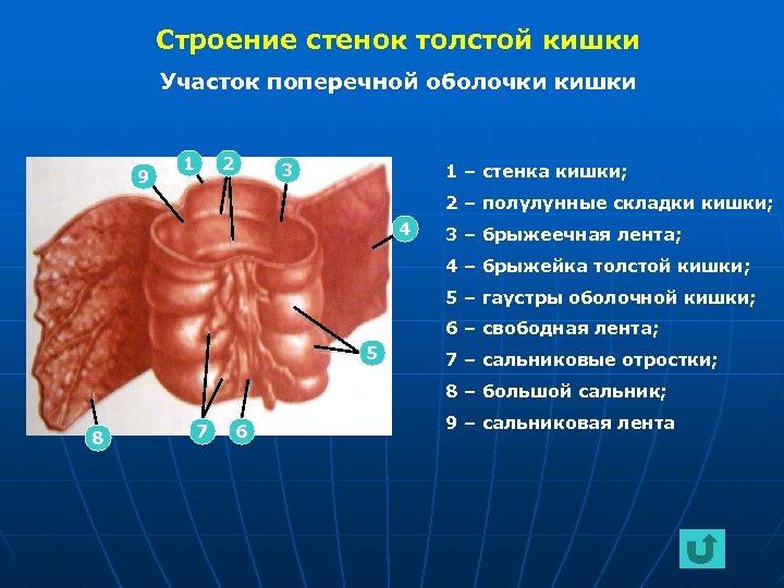 Строение стенок толстой кишки Участок поперечной оболочки кишки 9 1 2 3 1 –