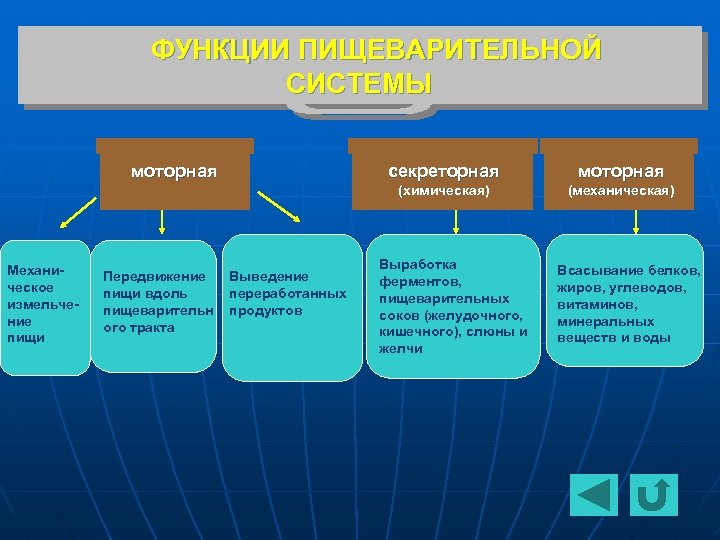 ФУНКЦИИ ПИЩЕВАРИТЕЛЬНОЙ СИСТЕМЫ моторная Передвижение пищи вдоль пищеварительн ого тракта Выведение переработанных продуктов моторная