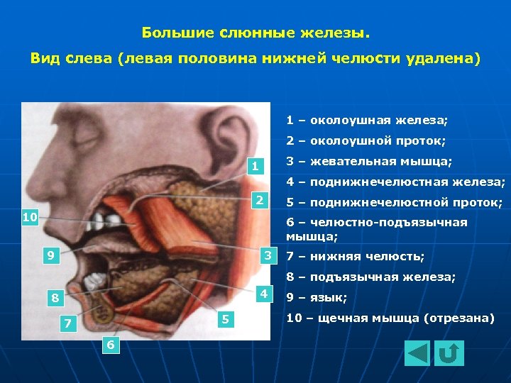 Околоушная слюна. Слюнные железы (левая половина нижней челюсти удалена). Пищеварительная система человека слюнные железы. Большие слюнные железы. Слюнные железы строение.