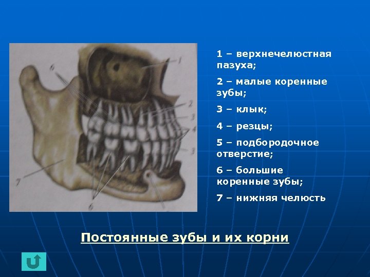 1 – верхнечелюстная пазуха; 2 – малые коренные зубы; 3 – клык; 4 –