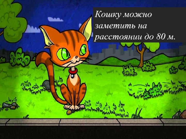 Кошку можно заметить на расстоянии до 80 м. 