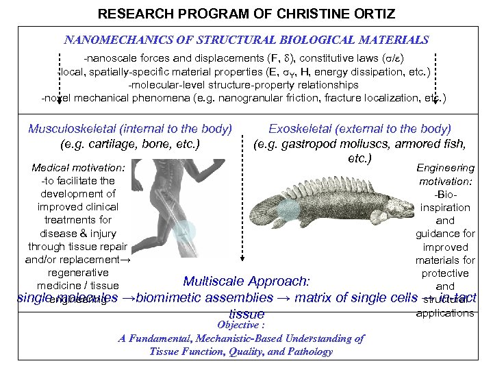 RESEARCH PROGRAM OF CHRISTINE ORTIZ NANOMECHANICS OF STRUCTURAL BIOLOGICAL MATERIALS -nanoscale forces and displacements