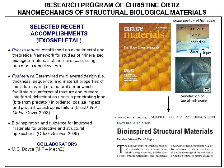 RESEARCH PROGRAM OF CHRISTINE ORTIZ NANOMECHANICS OF STRUCTURAL BIOLOGICAL MATERIALS cross section of fish