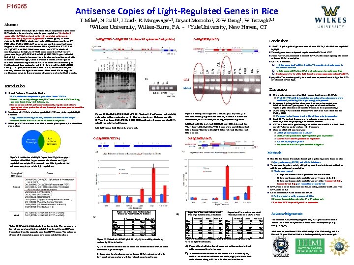 P 16065 Antisense Copies of Light-Regulated Genes in Rice Abstract T Mike 1, N