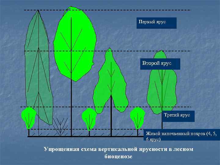 Длина яруса