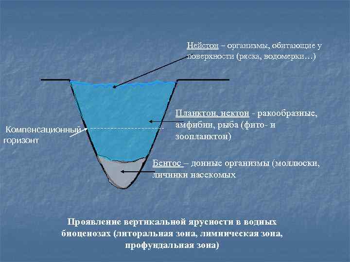 Нейстон – организмы, обитающие у поверхности (ряска, водомерки…) Компенсационный горизонт Планктон, нектон - ракообразные,
