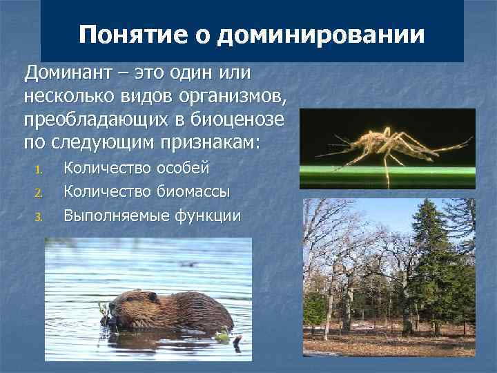 Понятие о доминировании Доминант – это один или несколько видов организмов, преобладающих в биоценозе
