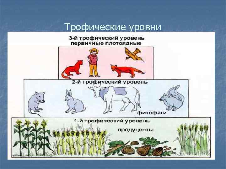 Трофические уровни зимний анабиоз 