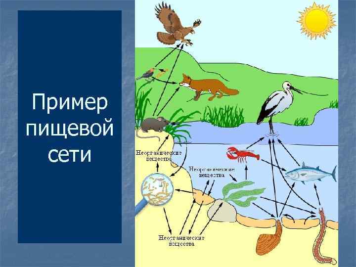 Пример пищевой сети 