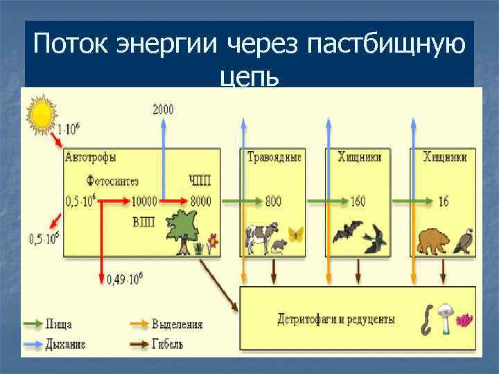Поток энергии через пастбищную цепь 