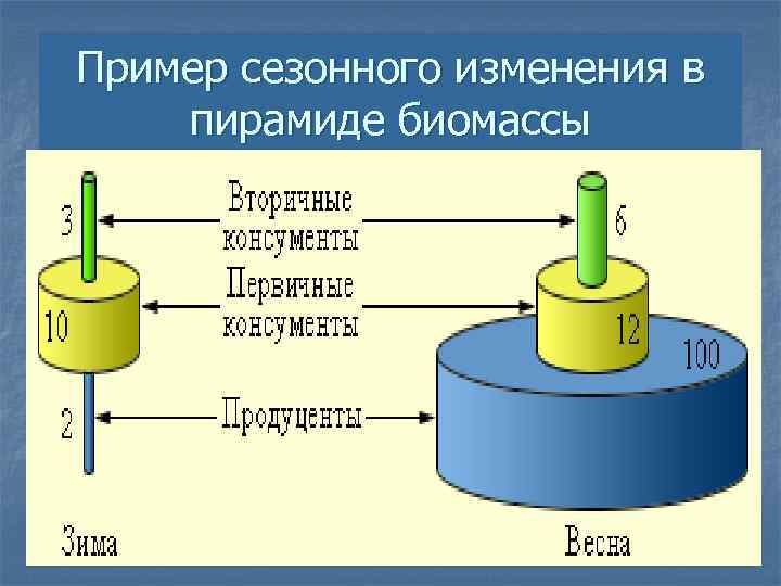 Пример сезонного изменения в пирамиде биомассы 