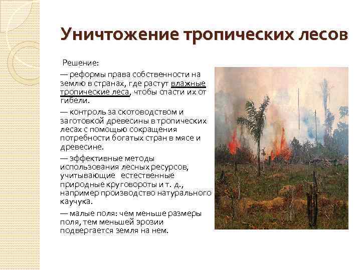 Уничтожение тропических лесов Решение: — реформы права собственности на землю в странах, где растут