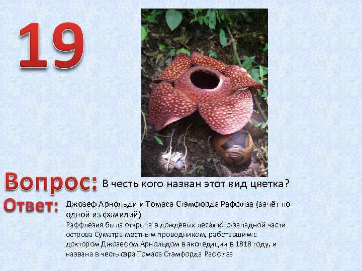 В честь кого назван этот вид цветка? Джозеф Арнольди и Томаса Стэмфорда Раффлза (зачёт