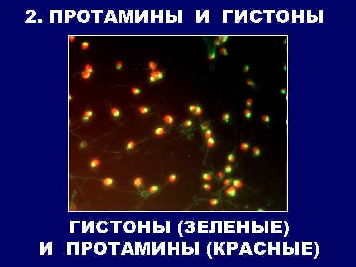 2. ПРОТАМИНЫ И ГИСТОНЫ (ЗЕЛЕНЫЕ) И ПРОТАМИНЫ (КРАСНЫЕ) 