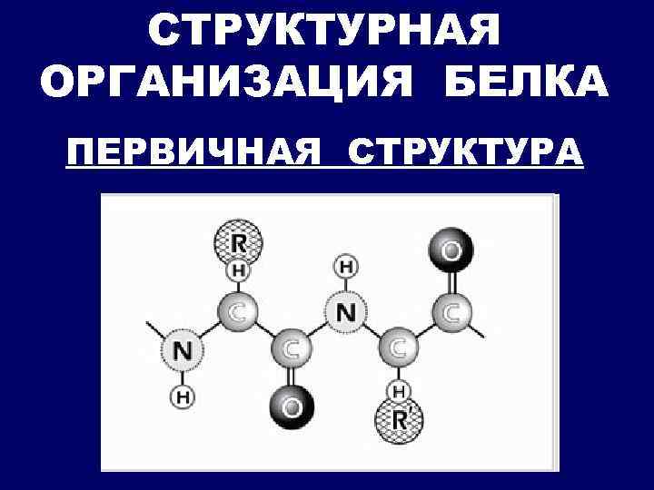 Организации белка. Первичная структура белков биохимия. Структурная организация белков биохимия. Первичная структура белка биохимия. Структуры белка биохимия.