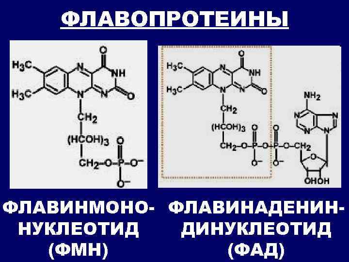 ФЛАВОПРОТЕИНЫ ФЛАВИНМОНО- ФЛАВИНАДЕНИННУКЛЕОТИД ДИНУКЛЕОТИД (ФМН) (ФАД) 