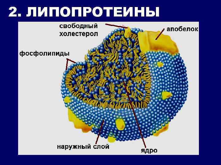 2. ЛИПОПРОТЕИНЫ 