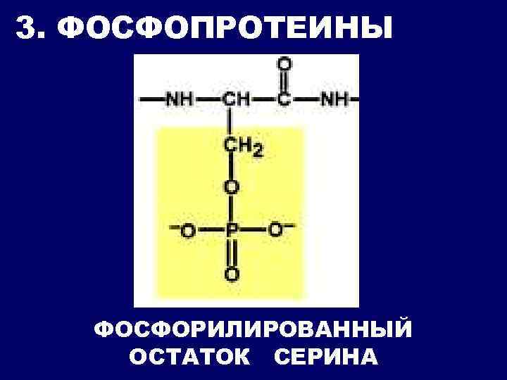 3. ФОСФОПРОТЕИНЫ ФОСФОРИЛИРОВАННЫЙ ОСТАТОК СЕРИНА 