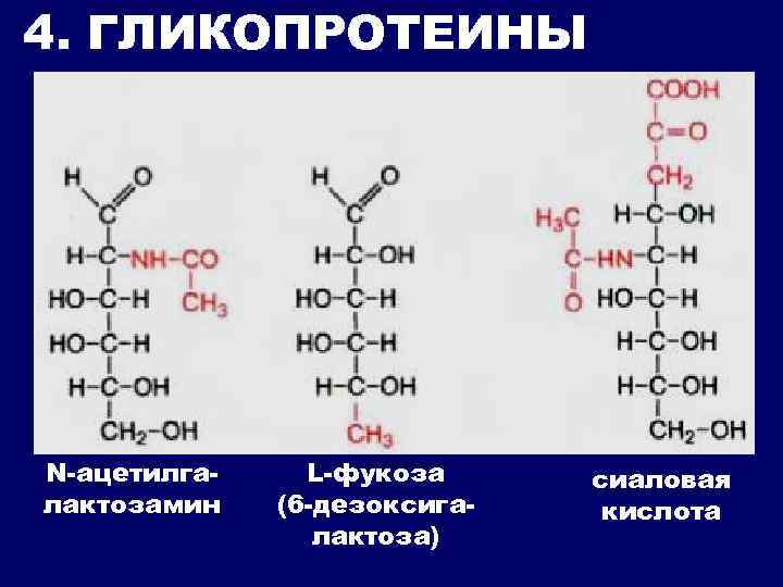 4. ГЛИКОПРОТЕИНЫ N-ацетилгалактозамин L-фукоза (6 -дезоксигалактоза) сиаловая кислота 