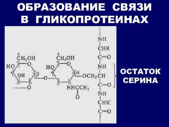 ОБРАЗОВАНИЕ СВЯЗИ В ГЛИКОПРОТЕИНАХ ОСТАТОК СЕРИНА 