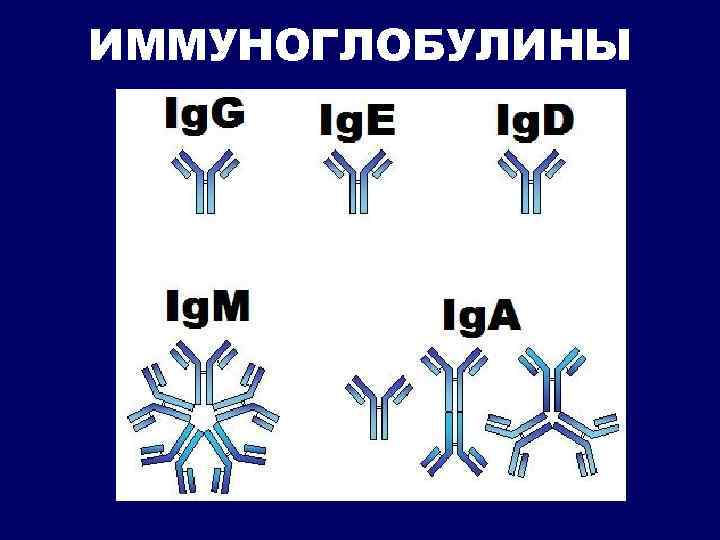 ИММУНОГЛОБУЛИНЫ 