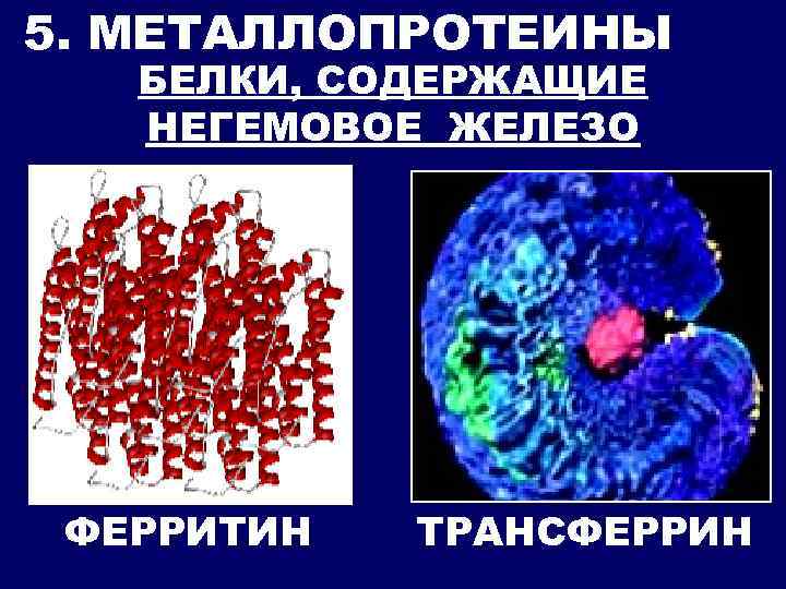 5. МЕТАЛЛОПРОТЕИНЫ БЕЛКИ, СОДЕРЖАЩИЕ НЕГЕМОВОЕ ЖЕЛЕЗО ФЕРРИТИН ТРАНСФЕРРИН 