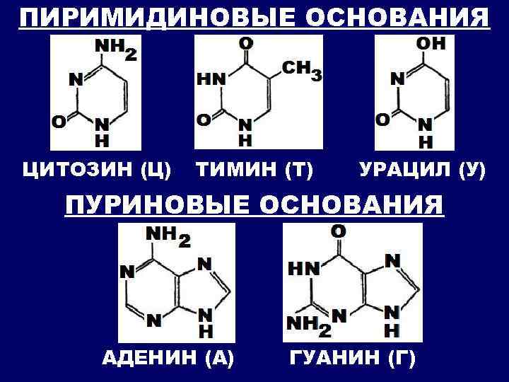 ПИРИМИДИНОВЫЕ ОСНОВАНИЯ ЦИТОЗИН (Ц) ТИМИН (Т) УРАЦИЛ (У) ПУРИНОВЫЕ ОСНОВАНИЯ АДЕНИН (А) ГУАНИН (Г)