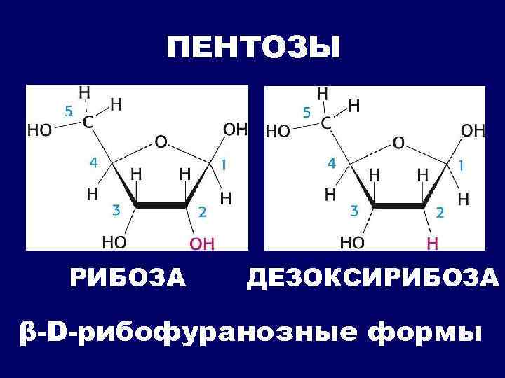 Рибоза 2 дезоксирибоза