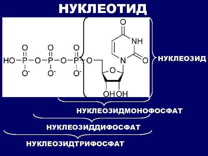 НУКЛЕОТИД НУКЛЕОЗИДМОНОФОСФАТ НУКЛЕОЗИДДИФОСФАТ НУКЛЕОЗИДТРИФОСФАТ 