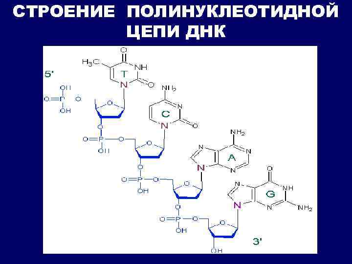 СТРОЕНИЕ ПОЛИНУКЛЕОТИДНОЙ ЦЕПИ ДНК 