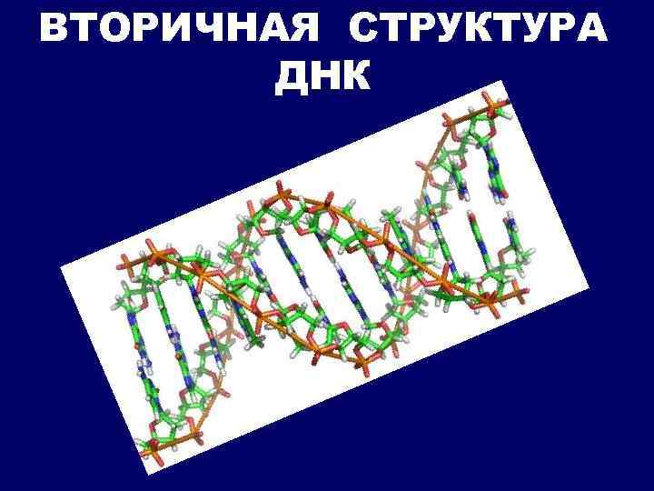 ВТОРИЧНАЯ СТРУКТУРА ДНК 