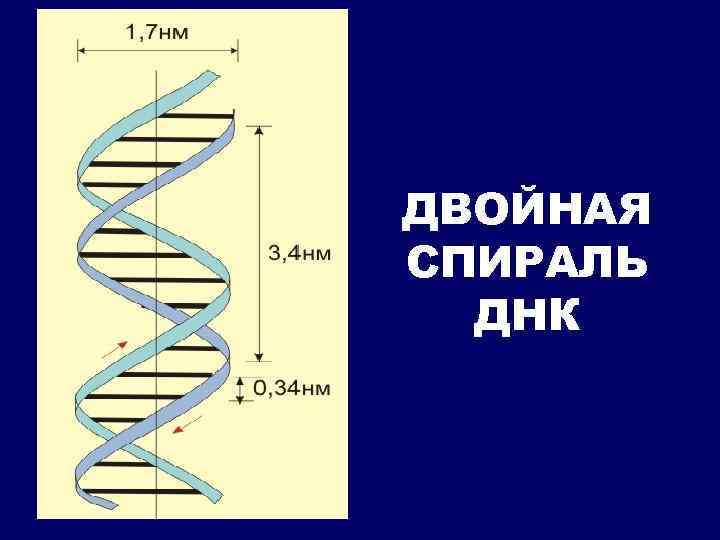 ДВОЙНАЯ СПИРАЛЬ ДНК 