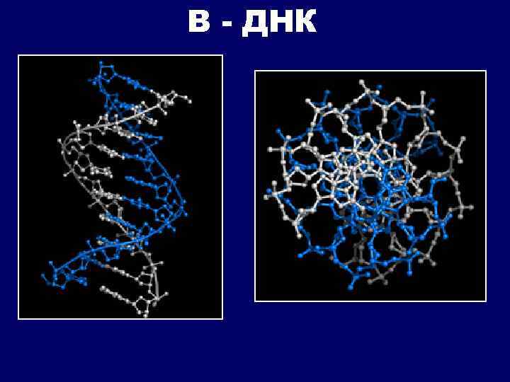 В - ДНК 