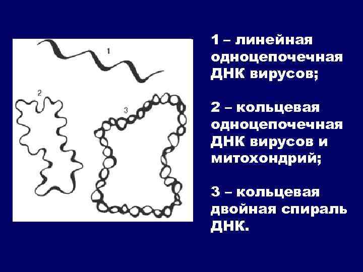 1 – линейная одноцепочечная ДНК вирусов; 2 – кольцевая одноцепочечная ДНК вирусов и митохондрий;