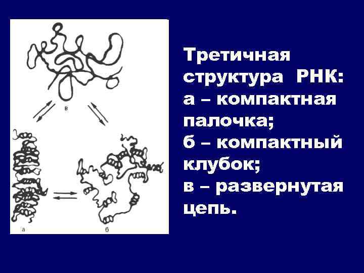 Третичная структура РНК: а – компактная палочка; б – компактный клубок; в – развернутая