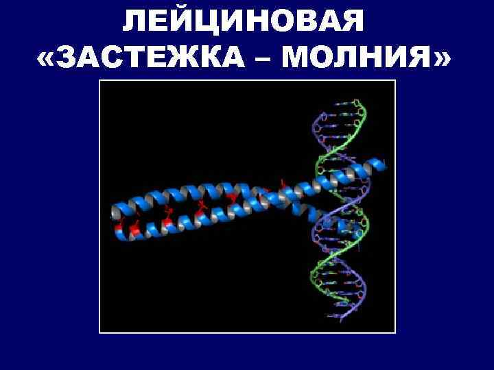 ЛЕЙЦИНОВАЯ «ЗАСТЕЖКА – МОЛНИЯ» 