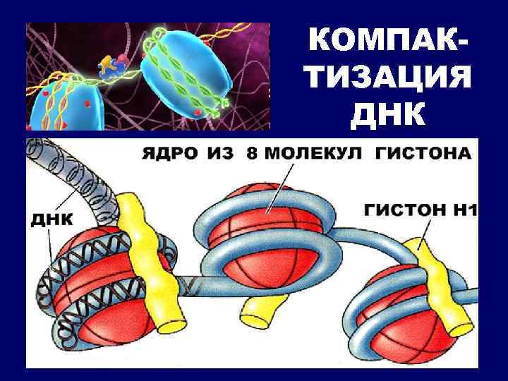 КОМПАКТИЗАЦИЯ ДНК 