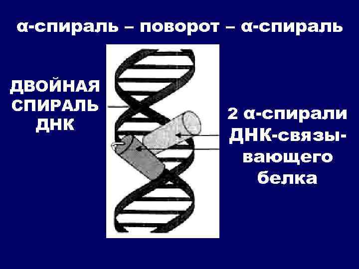 α-спираль – поворот – α-спираль ДВОЙНАЯ СПИРАЛЬ ДНК 2 α-спирали ДНК-связывающего белка 