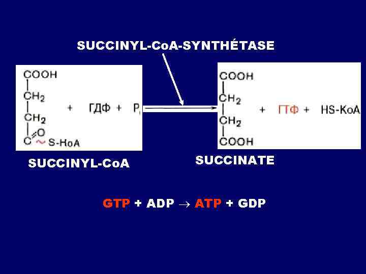 SUCCINYL-Cо. А-SYNTHÉTASE SUCCINYL-Cо. А SUCCINATE GTP + АDP АТP + GDP 