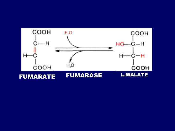 FUMARATE FUMARASE L-МАLATE 