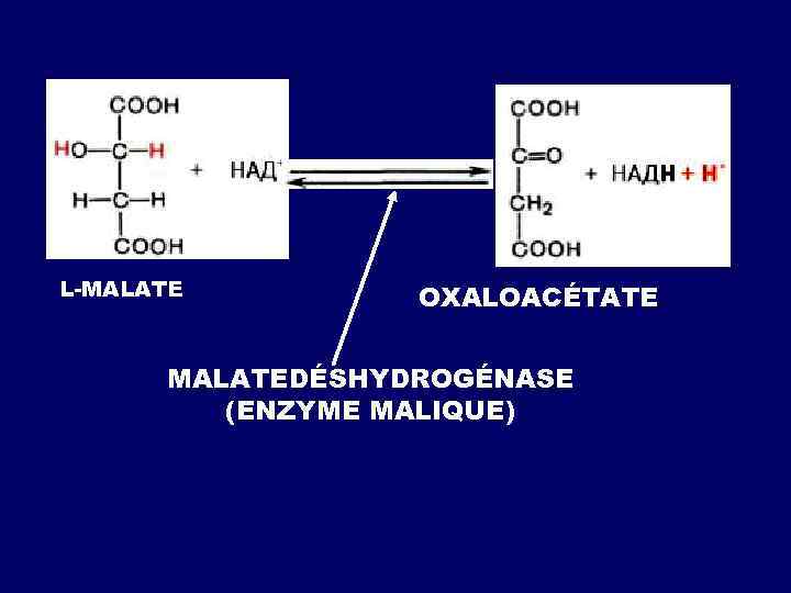 L-МАLATE ОXALOACÉTATE МАLATEDÉSHYDROGÉNASE (ENZYME MALIQUE) 