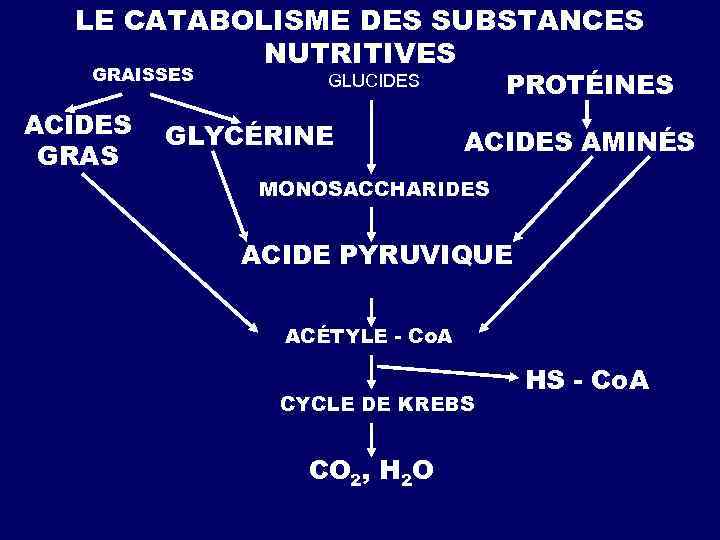 LE CATABOLISME DES SUBSTANCES NUTRITIVES GRAISSES ACIDES GRAS PROTÉINES GLUCIDES GLYCÉRINE АCIDES AMINÉS МONOSACCHARIDES
